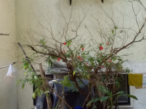 a hibiscus plant during autumn season