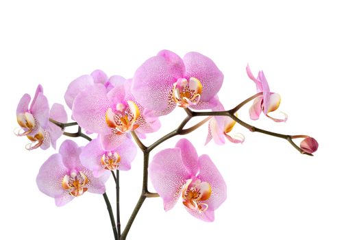 Closeup of beautiful purple orchid on white background