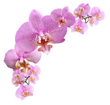 Nice vignette made from purple orchid flowers on white background