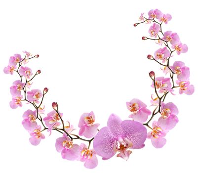 Nice vignette made from purple orchid flowers on white background