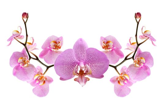 Nice vignette made from purple orchid flowers on white background