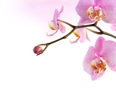 Nice vignette made from purple orchid flowers on white background