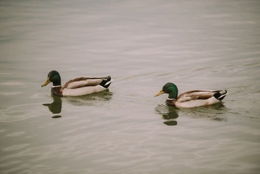 Two Mallard ducks at the bank of lake