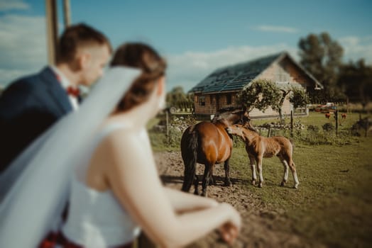 Bride with horse, romantical photo. Horses pasture on the meadow