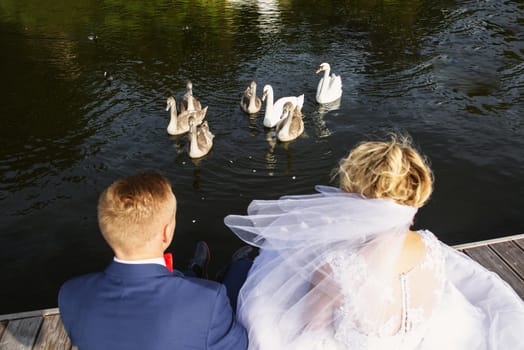 White swans on the lake. View from distance using wide angle lens