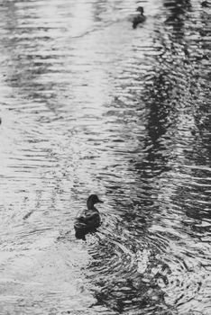 Two Mallard ducks at the bank of lake