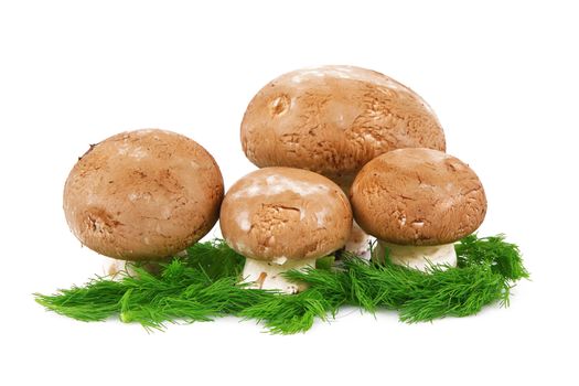 fresh mushrooms on white background