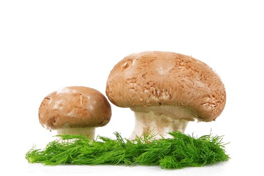 fresh mushrooms on white background
