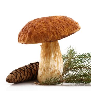 porcini mushrooms on white background