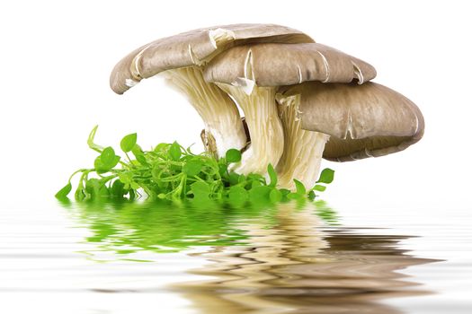 fresh mushrooms on white background