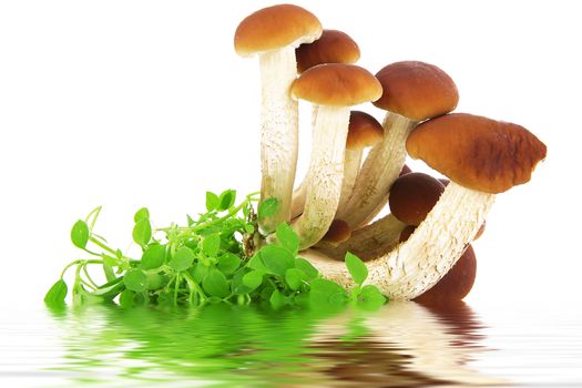 fresh mushrooms on white background