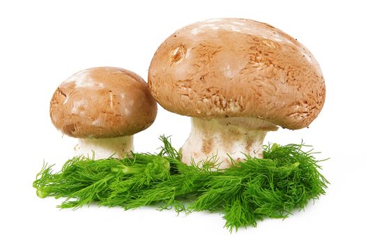 fresh mushrooms on white background