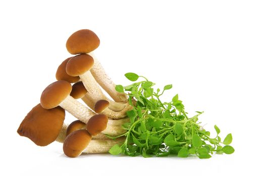fresh mushrooms on white background