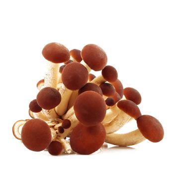raw mushrooms on white background