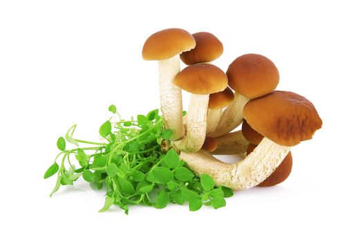 fresh mushrooms on white background