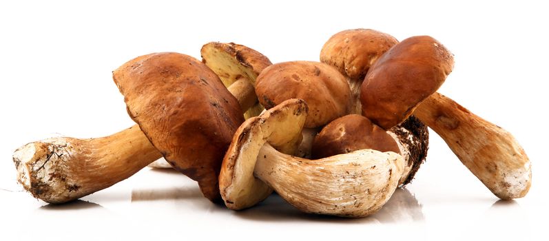 porcini mushrooms on white background