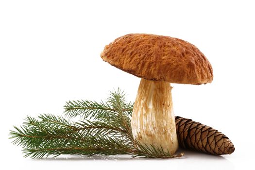 porcini mushrooms on white background