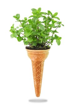 a Delicious ice cream cone with mint taste