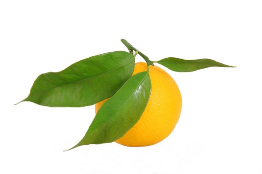 isolated orange on white background