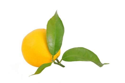 isolated orange on white background