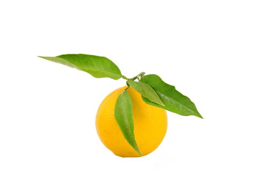 isolated orange on white background