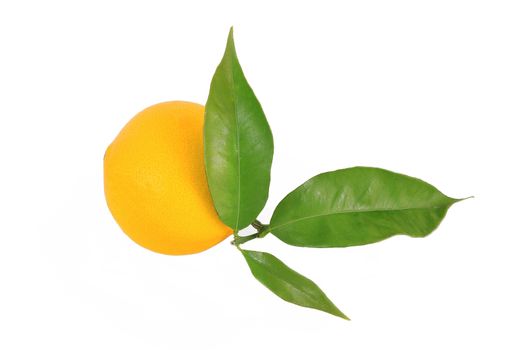 isolated orange on white background