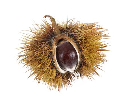 one chestnut on white background