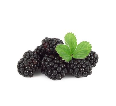 fresh blackberries on white background