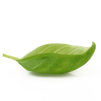 fresh basil leave on white background
