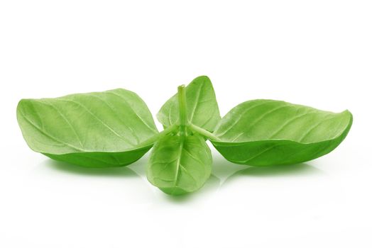 fresh basil leaves on white background