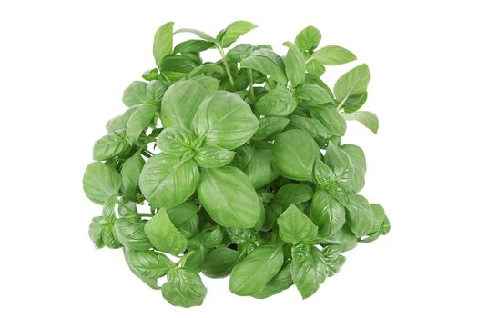 fresh basil leaves on white background