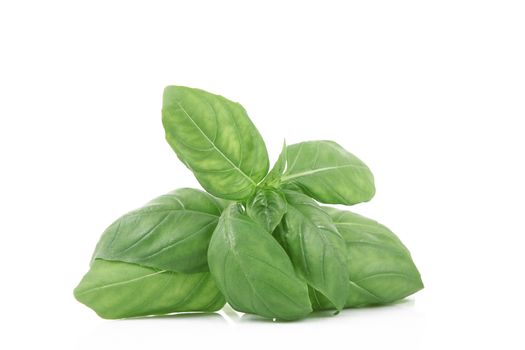 fresh basil leaves on white background