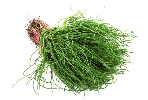 fresh Friar's Beard Salad on white background