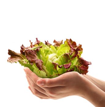 fresh salade in the hands on white background