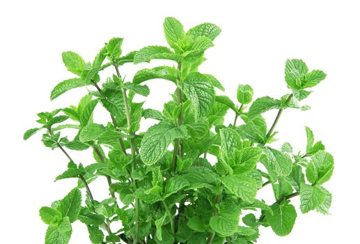 fresh mint leaves on white background