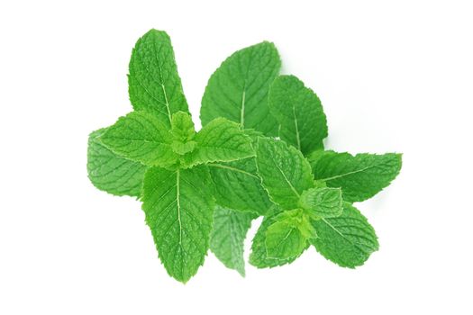fresh mint leaves on white background
