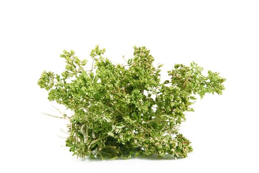 fresh oregano on white background
