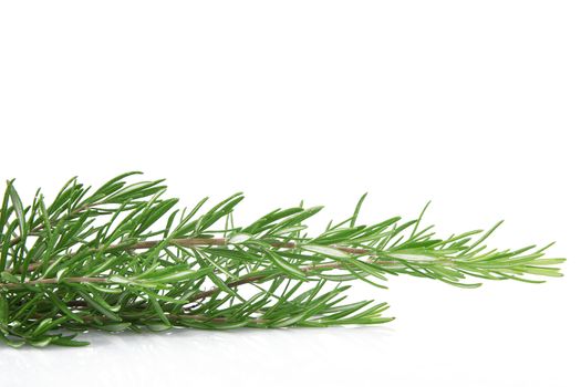 a fresh rosemary plant on white background