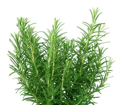 a fresh rosemary plant on white background