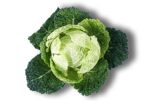a fresh cabbage on white background