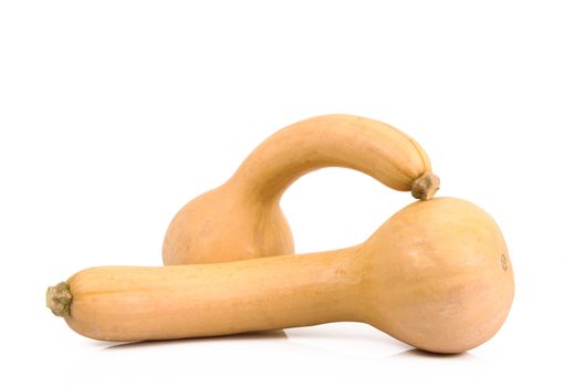 a fresh pumpkin on white background
