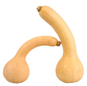 a fresh pumpkin on white background