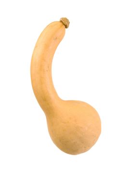 a fresh pumpkin on white background