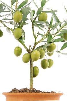 olive plant on white background