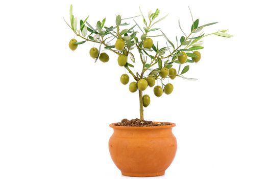 olive plant on white background