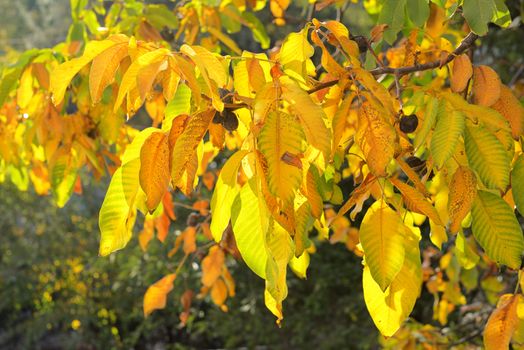 Yellow Autumn branch of walnut leaves