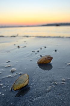 Open mussel shells on sand - Danube river  