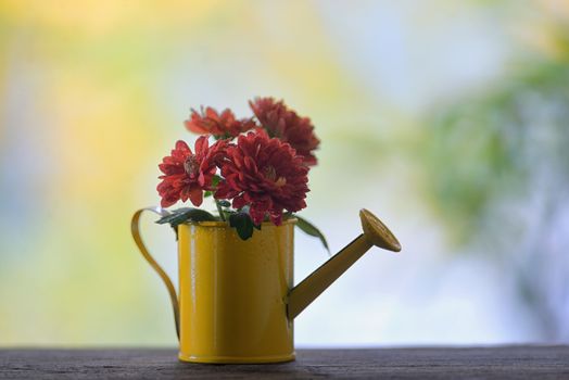 Red chrysanthemums in small watering can