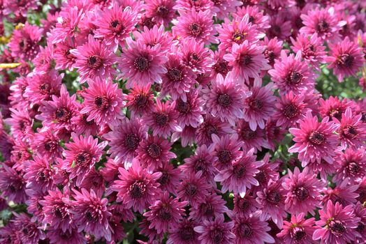 Pink chrysanthemums background in autumn time