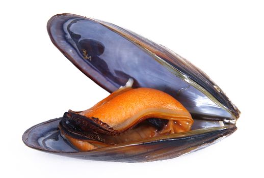 isolated fresh mussel on white background